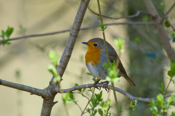 robin is perching on a twig of a bush	