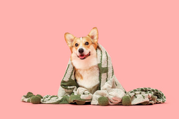 Cute Corgi dog with green plaid on pink background