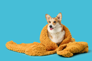 Cute Corgi dog with orange plaid on blue background