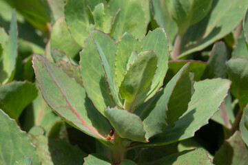 Plant with thick leaves with wavy edges, background, close-up, detail.