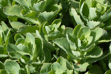 Plant with thick leaves with wavy edges, background.