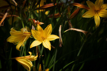 Hemerocallis. Yellow daylily flowers on a dark green background.