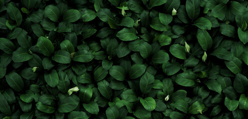 abstract green leaf texture, nature background, tropical leaf	