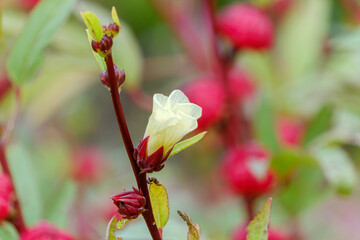 ローゼルの花と実の美しいコントラスト
