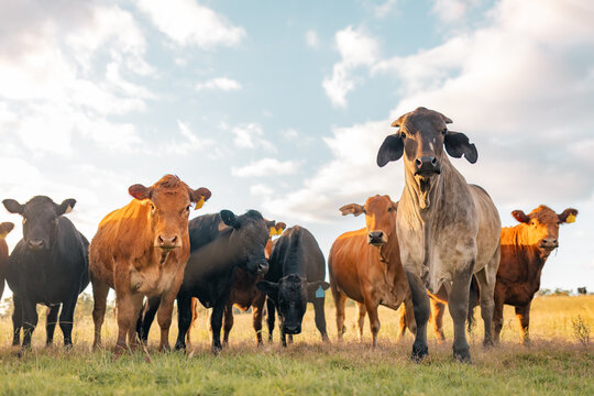 Mixture of different cattle breeds standing together in field