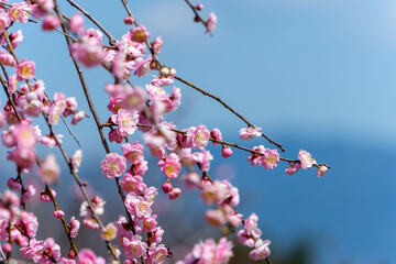 青空を背景に咲く梅の花