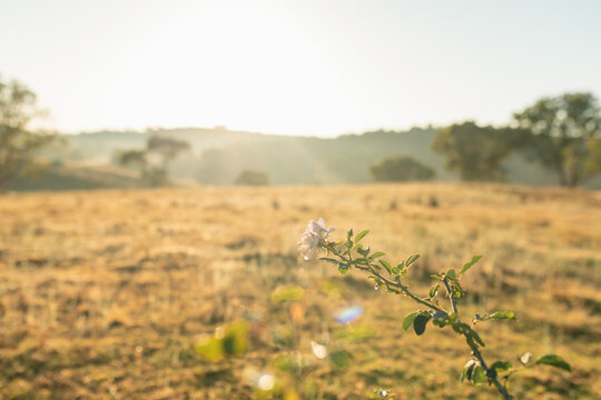 Single white rose on edge of country garden with paddock in background