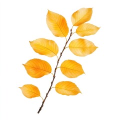 Obraz premium Autumn Branch with Golden Leaves Isolated on White Background