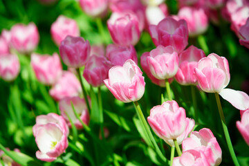 Beautiful Pink Tulips Blooms in a Vibrant Spring Garden Scene