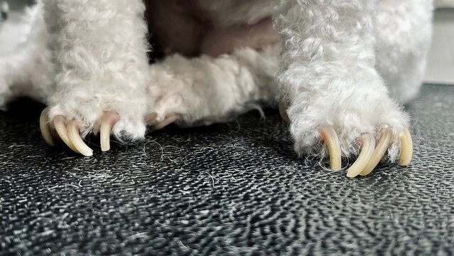 Untrimmed Dog Nails on Grooming Table. high-resolution image showing a small dog&rsquo;s paws with long, curled nails, emphasizing the risks of neglected pet grooming and the need for regular nail maintenan