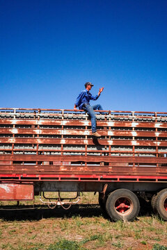 Stockman counting cattle from on top of a cattle truck