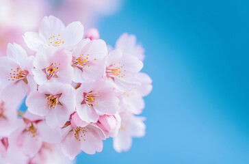 Fototapeta premium A close-up of cherry blossoms in full bloom