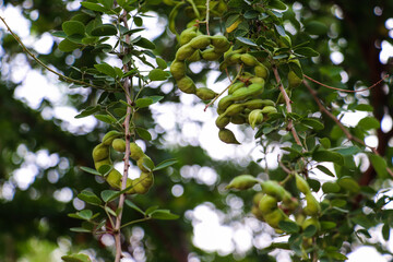 Green Manila Tamarind Pods Curled on Branch Among Leaves
