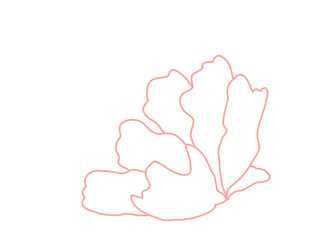 hand drawn illustration of flower pink