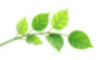 Isolated branch with leafy greens on white background, branch, minimalist