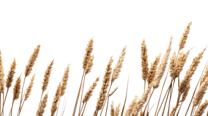 Dry wheat spikes on black background, cut out transparent
