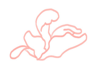 hand drawn illustration of flower pink