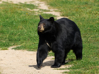 Fototapeta premium American black bear (Ursus americanus)