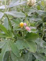 Yellow spider Camouflage or gold spider on flower than capturing the prey 