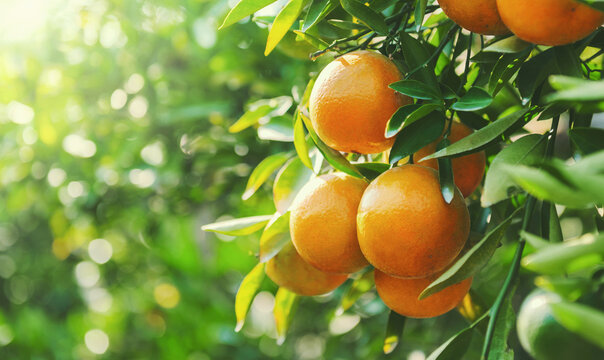 bunch of oranges hanging from a tree