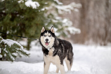 Walking with your pet husky in the park in winter. Friendship with a dog. Breeding and keeping a husky dog.