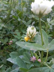 Yellow spider Camouflage or gold spider on flower than capturing the prey 