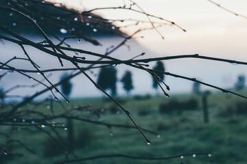 Bare branches with water droplets against a misty, moody countryside backdrop