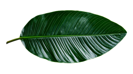 Rubber plant leaf, isolated single botany element, flora, cut out transparent