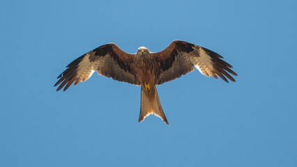 Milan Royal (Milvus milvus) à Ajaccio en Corse