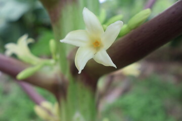 Fototapeta premium close up flower of papaya very fresh and similar star