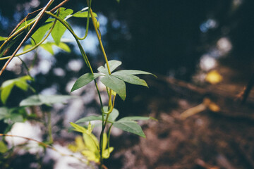 Close-up of green vine leaves with a blurred forest background.