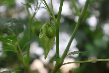 Cape gooseberry or Golden berry or ciplukan (Physalis peruviana), Healthy fruit