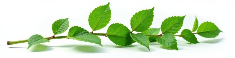 Thick branch with leaves isolated on white surface, herbaceous, leaf, stem
