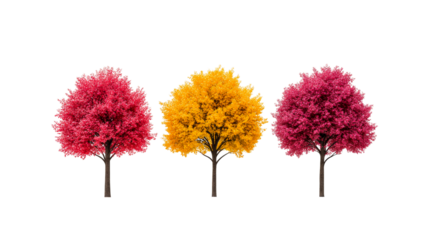 Three autumn trees with red, yellow foliage, isolated, cut out transparent