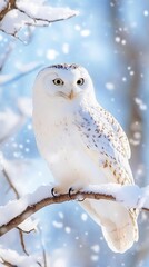Fototapeta premium Snowy Owl Winter Wonderland Nature Wildlife