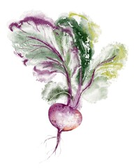 Beet watercolor illustration. Drawing of beetroot with fresh leaves on an isolated background. Sketch of a root vegetable for food packaging, restaurant menus. Botanical artwork for organic farming.
