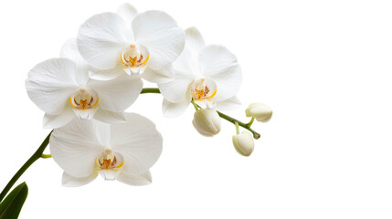 White orchid flowers, buds, stem, leaves, black background, cut out transparent
