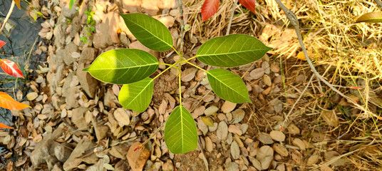 autumn leaves on the ground
