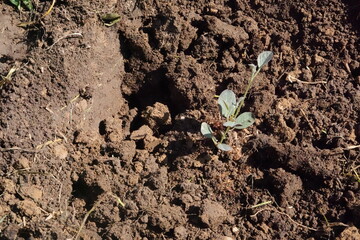 young caper plant planted in the garden. how to plant caper in the ground