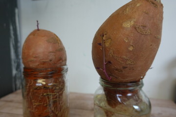 sweet potato tuber germinating in water. sweet potato sprout with roots homemade experiment