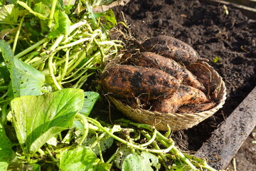 Farmer harvesting fresh sweet potatoes from fertile soil