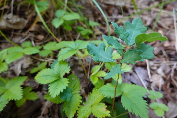 oak tree growing in the forest surrounded by wild strawberry plants. small oak tree