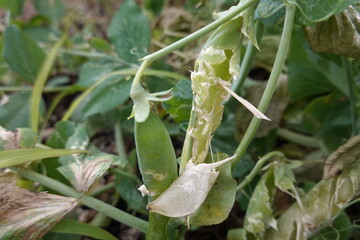 pests in the pea crop. birds eat the pea grains on the plant.