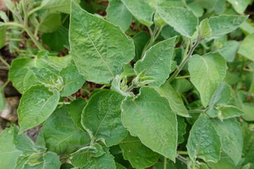 young golden berry plant, physalis leaves from above, edible shrub