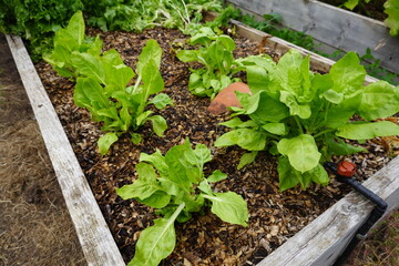 raised bed for growing chard with wood mulching and automatic irrigation
