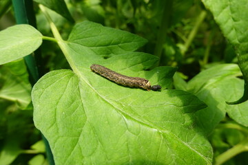 caterpillar pest in vegetable garden crops. harmful pest in plants. caterpillar with excrement.