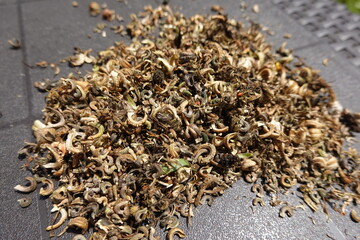 to obtain marigold seeds for planting in the garden. sowing calendula seeds