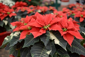 Vibrant Red Poinsettia Christmas Flowers Closeup