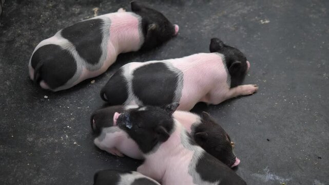 Mini Pig in the Zoo &ndash; Cute Farm Animal and Educational Wildlife Concept