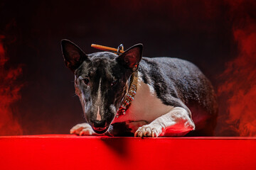 Bull Terrier with an intense expression on a vibrant red platform, highlighting its sleek...